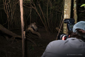 taking pictures of an Ocelot, Pantanal, Brazil