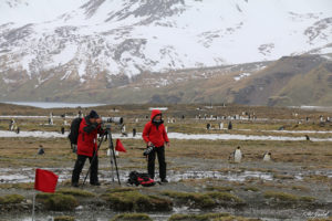 photographing King Penguins, South Georgia