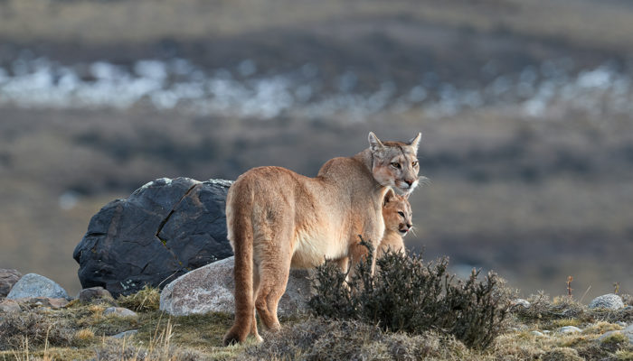 puma patagonia